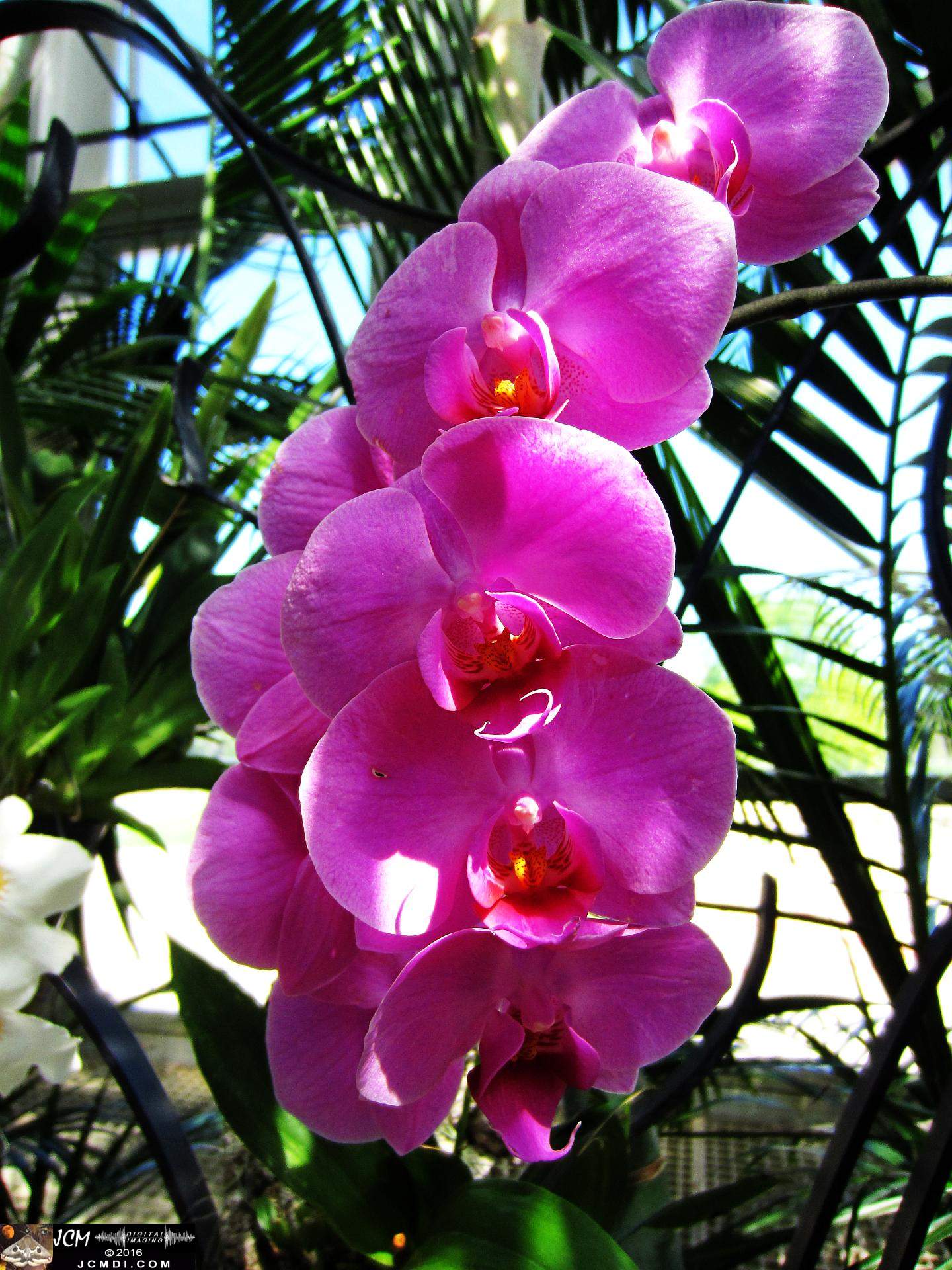 Como Zoo conservatory, MN orchids close up